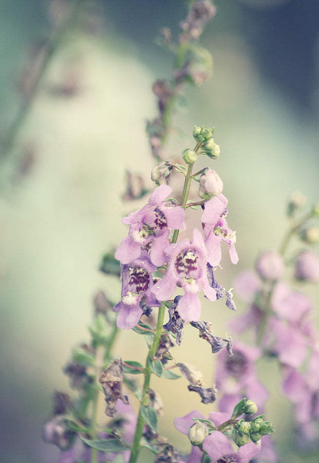 CW - Essential Oil 天然精油 (Pre-order 預訂) 3