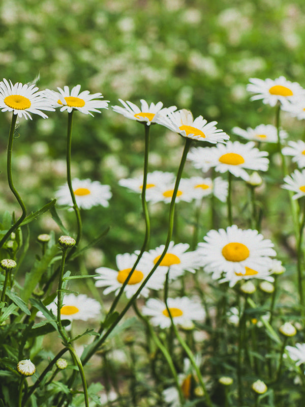 CW - Essential Oil 天然精油 (Pre-order 預訂) 2