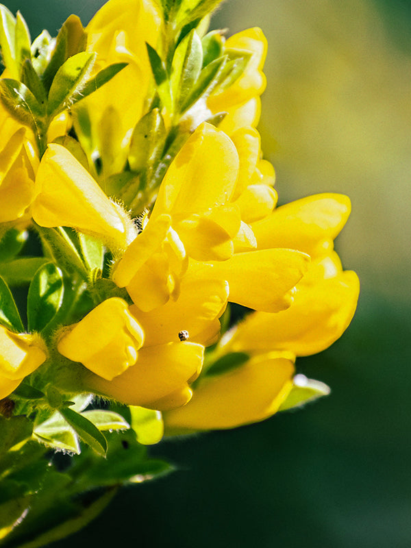 CW - Essential Oil 天然精油 (Pre-order 預訂) 2