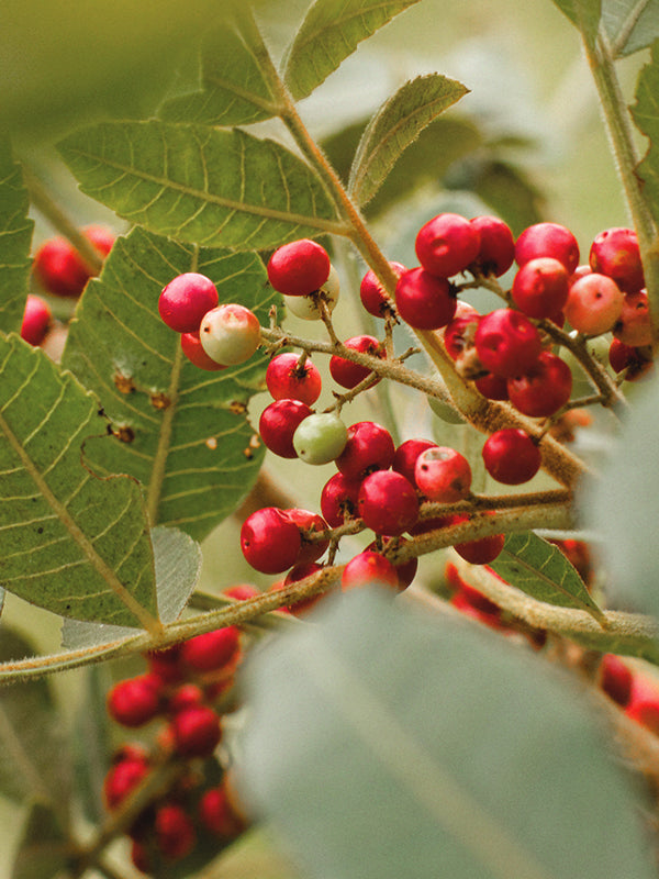 CW - Essential Oil 天然精油 (Pre-order 預訂) 2