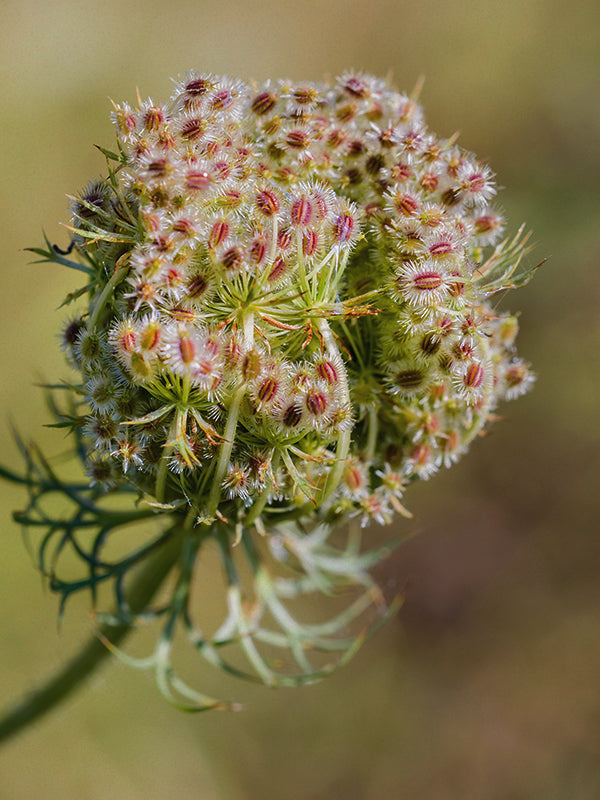 CW - Essential Oil 天然精油 (Pre-order 預訂) 3