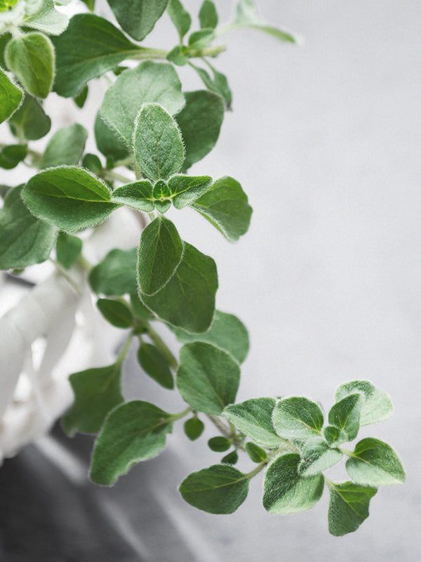 CW - Essential Oil 天然精油 (Pre-order 預訂) 4