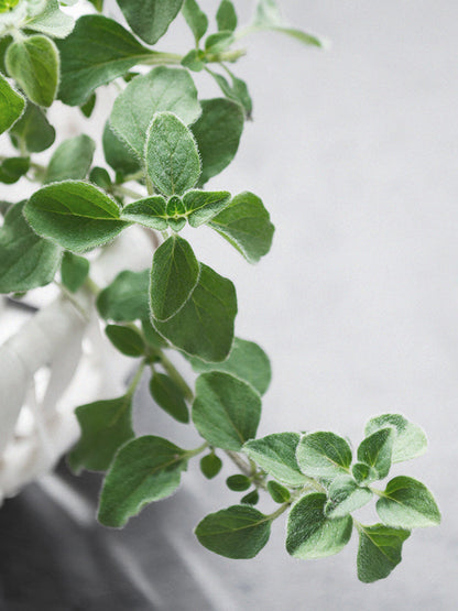 CW - Essential Oil 天然精油 (Pre-order 預訂) 4