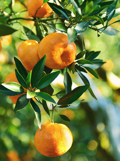 CW - Essential Oil 天然精油 (Pre-order 預訂) 3