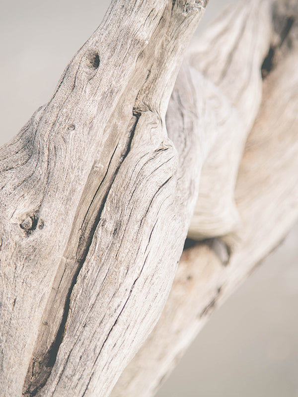 [7101] DRIFTWOOD™ 浮木香 Mane