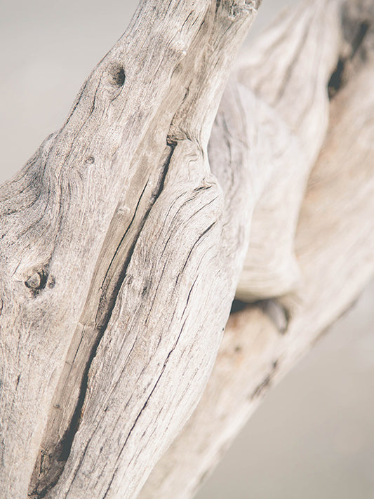 [7101] DRIFTWOOD™ 浮木香 Mane