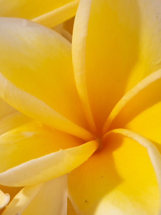 [7107] FRANGIPANI 雞蛋花 Symrise