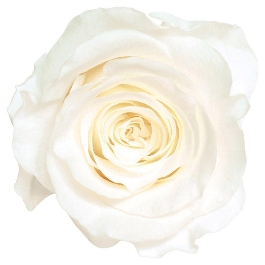 EARTH MATTERS 大地農園 - Preserved Rose 日本永生花(單輪玫瑰花) - White 白