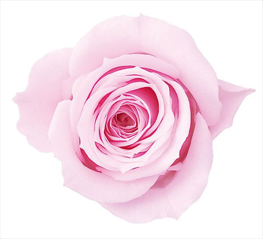 EARTH MATTERS 大地農園 - Preserved Rose 日本永生花(單輪玫瑰花) - Pink 粉紅