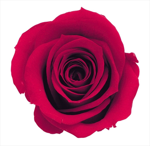 EARTH MATTERS 大地農園 - Preserved Rose 日本永生花(單輪玫瑰花) - Red 紅