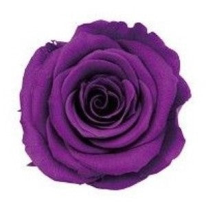 EARTH MATTERS 大地農園 - Preserved Rose 日本永生花(單輪玫瑰花) - Purple 紫