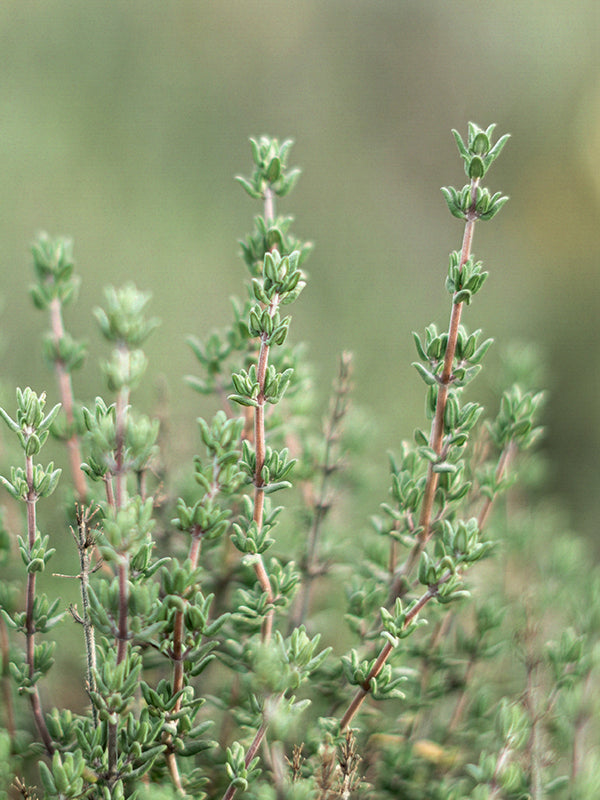 CW - Essential Oil 天然精油 (Pre-order 預訂) 4