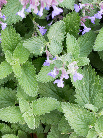 CW - Essential Oil 天然精油 (Pre-order 預訂) 3