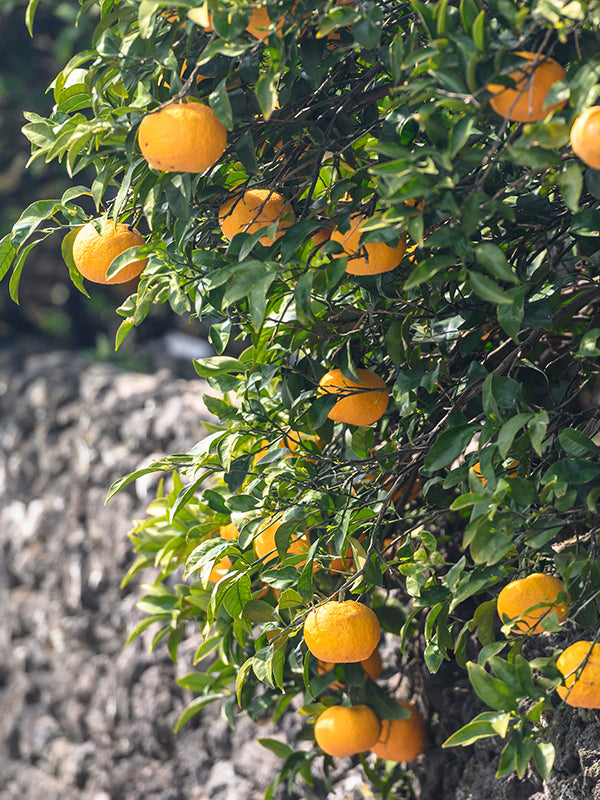 CW - Essential Oil 天然精油 (Pre-order 預訂) 4