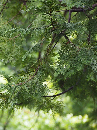 CW - Essential Oil 天然精油 (Pre-order 預訂) 3