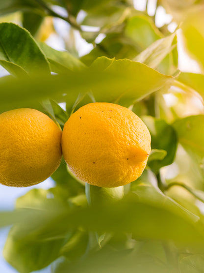 CW - Essential Oil 天然精油 (Pre-order 預訂) 4