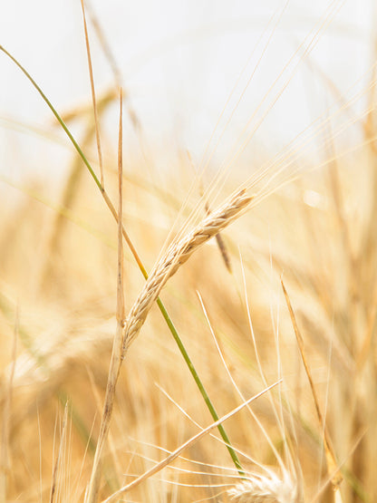 CW - Essential Oil 天然精油 (Pre-order 預訂) 2