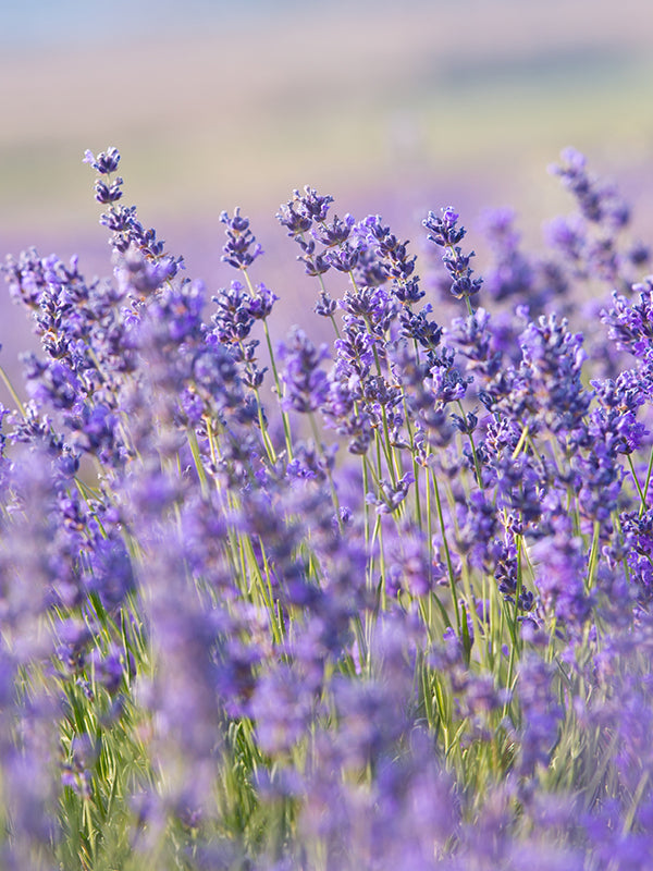 CW - Essential Oil 天然精油 (Pre-order 預訂) 4