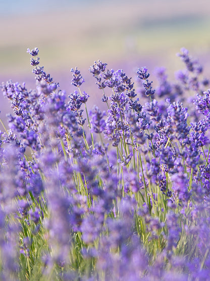 CW - Essential Oil 天然精油 (Pre-order 預訂) 4