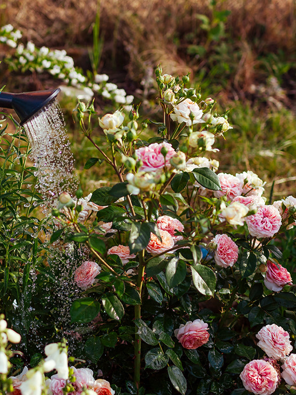 CW - Essential Oil 天然精油 (Pre-order 預訂) 2