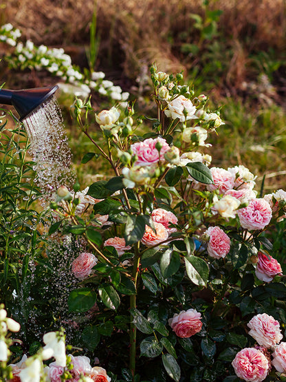 CW - Essential Oil 天然精油 (Pre-order 預訂) 2