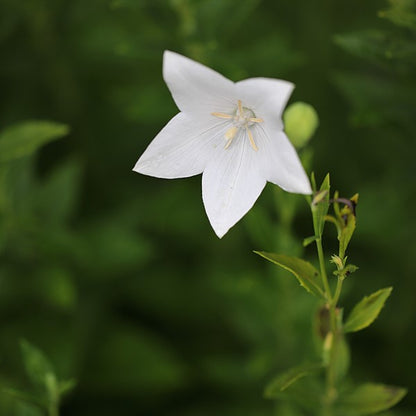 WHITE BELLFLOWER BASE 白風鈴草基底油