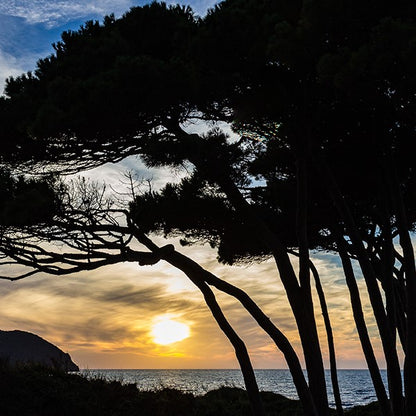 BLACK PINE BASE 黑松基底油