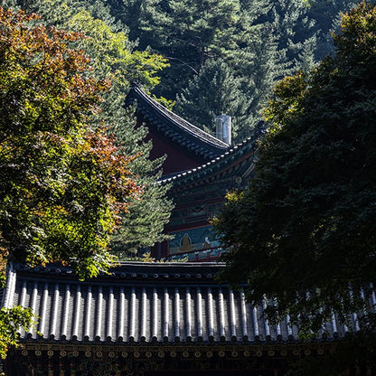 KOREAN CEDAR BASE 韓國雪松基底油