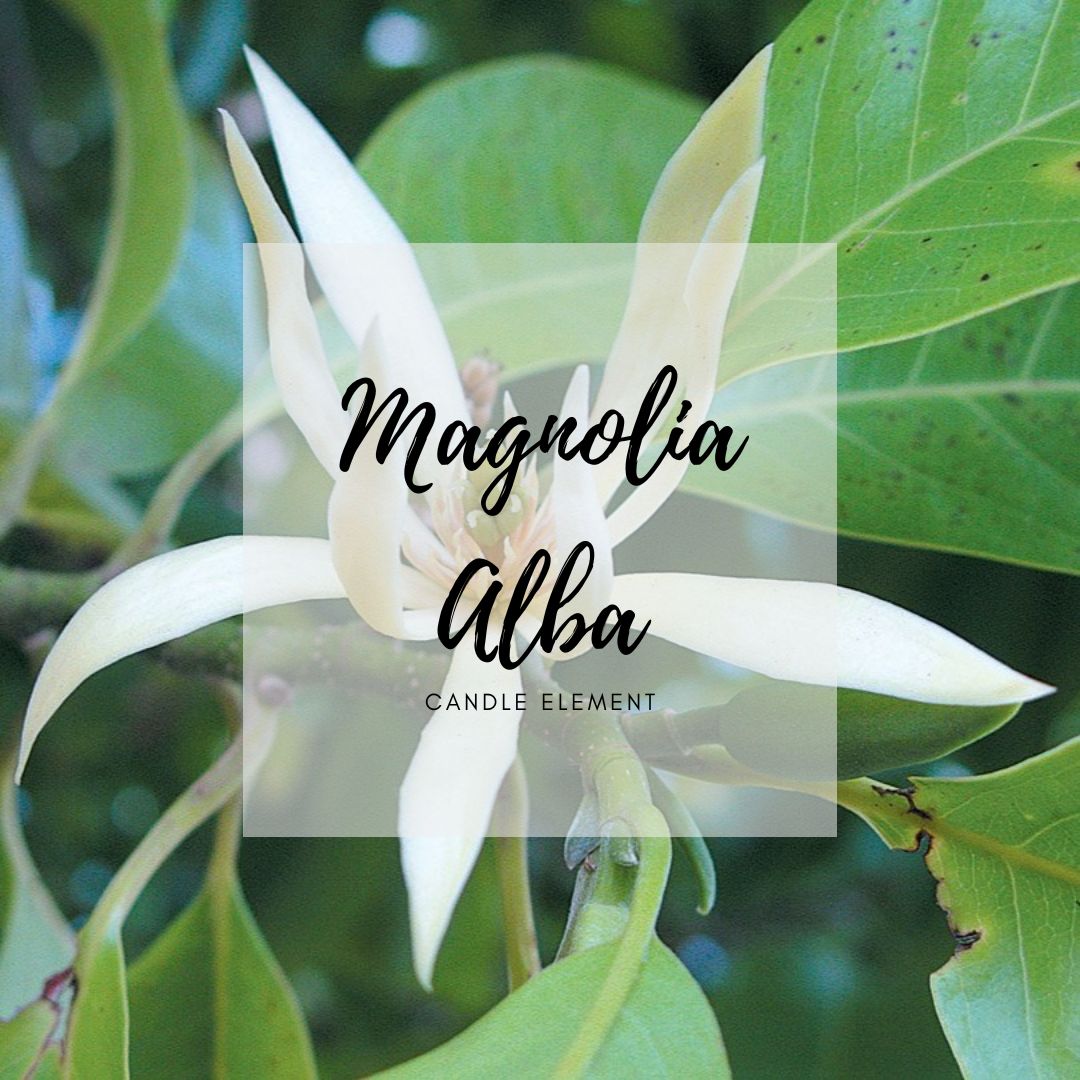 Magnolia Alba 白蘭花