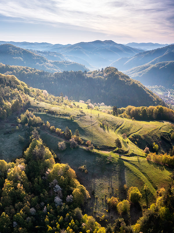 FOREST BASE 森林基底油