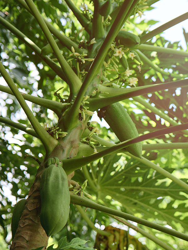 GREEN PAPAYA BASE 青木瓜基底油
