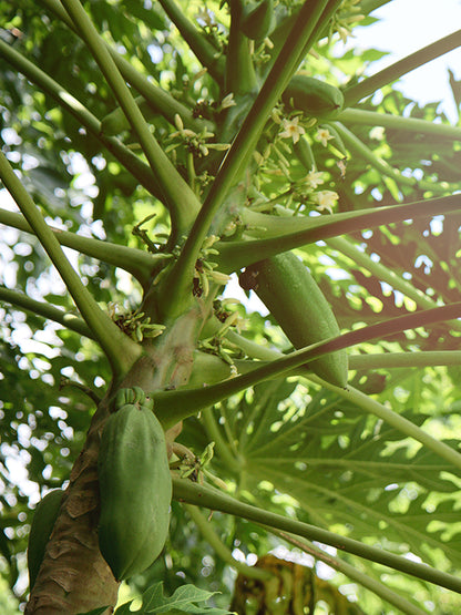 GREEN PAPAYA BASE 青木瓜基底油