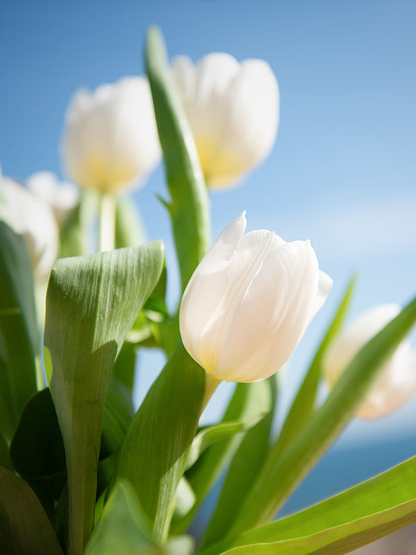 TULIP BASE 鬱金香基底油