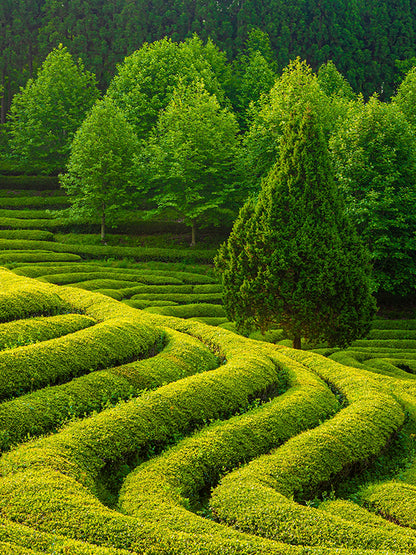 GREEN TEA BASE 綠茶基底油