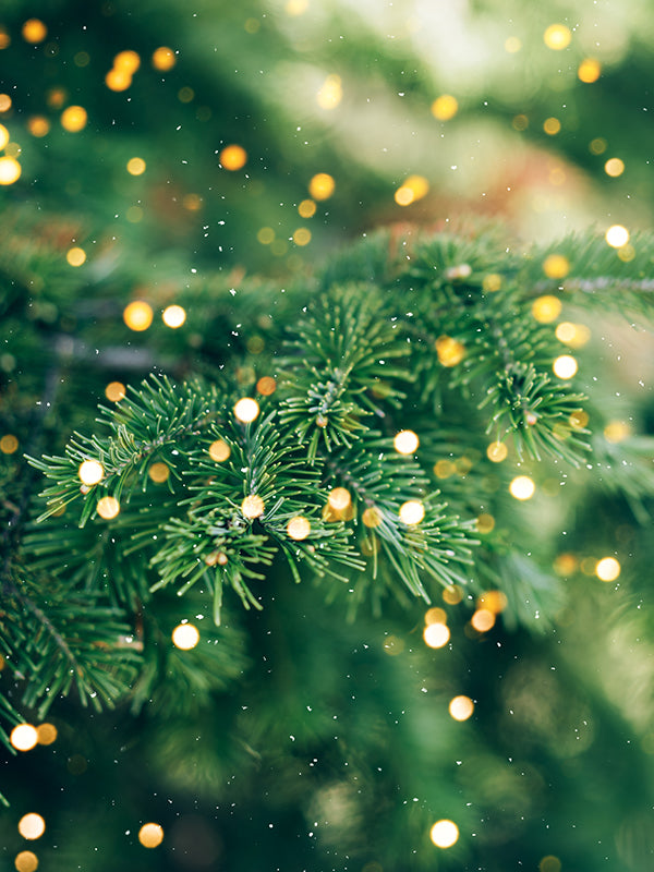 CHRISTMAS TREE BASE 聖誕樹基底油