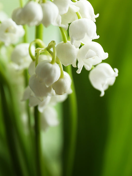 CW - Morning Light, MUGUET 晨曦中的鈴蘭