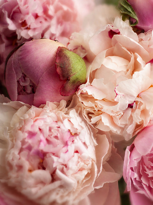 PEONY BASE 牡丹基底油