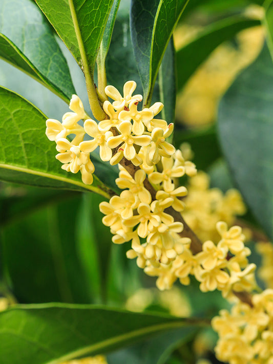 OSMANTHUS BASE 桂花基底油