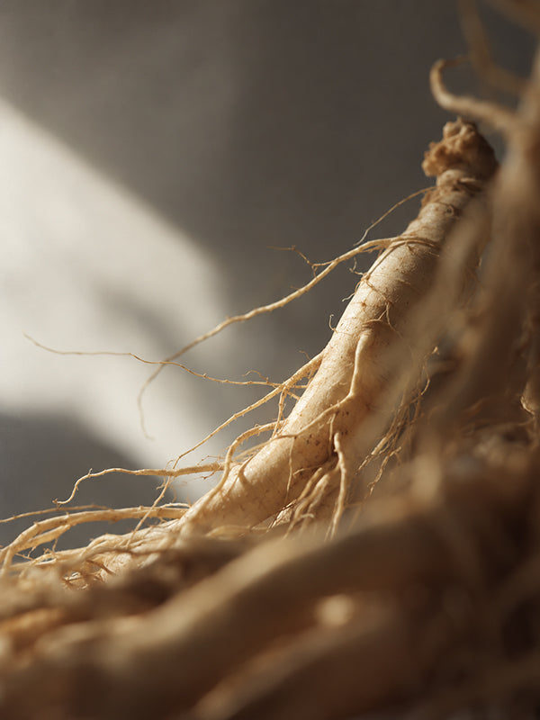 GINSENG BASE 人參基底油