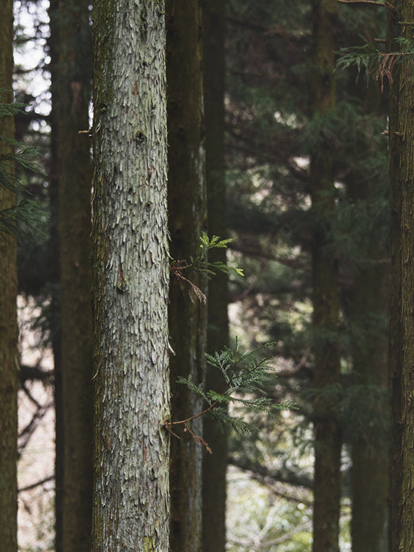 CW - Essential Oil 天然精油 (Pre-order 預訂) 3