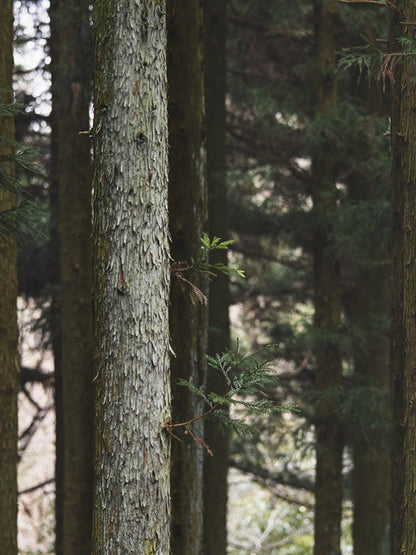 CW - Essential Oil 天然精油 (Pre-order 預訂) 3