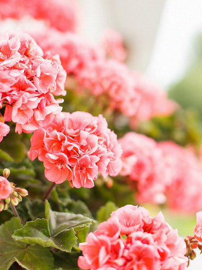 CW - Essential Oil 天然精油 (Pre-order 預訂) 3