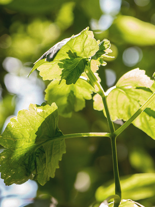 CW - Essential Oil 天然精油 (Pre-order 預訂) 4