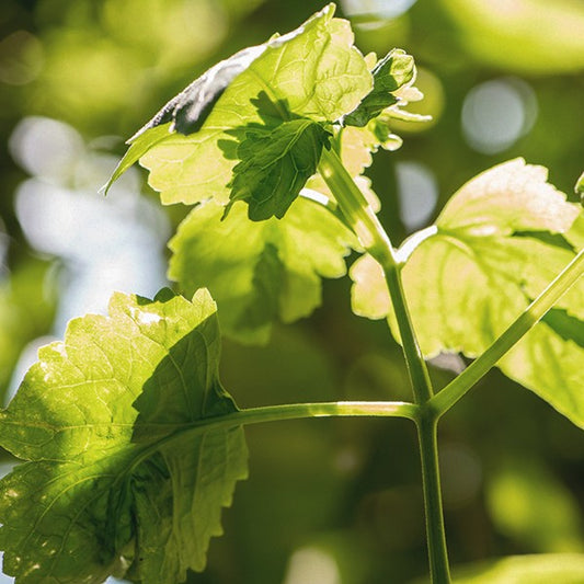 Essential Oil - Patchouli (Dark) natural essential oil of patchouli (dark)