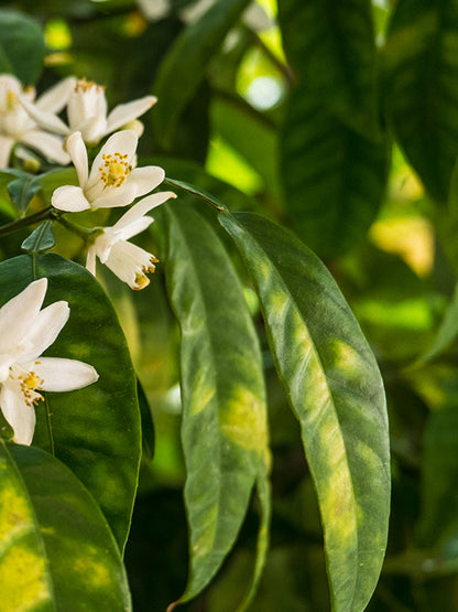 CW - Essential Oil 天然精油 (Pre-order 預訂) 4