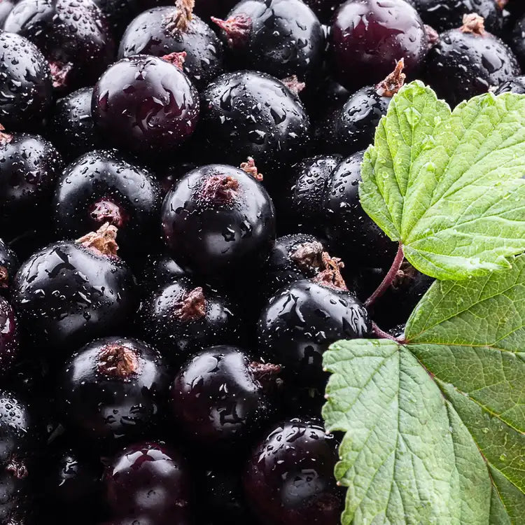 CS - Black Currant Element 黑加倫子基底油