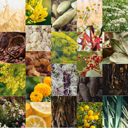 CW - Essential Oil 天然精油 (Pre-order 預訂) 2