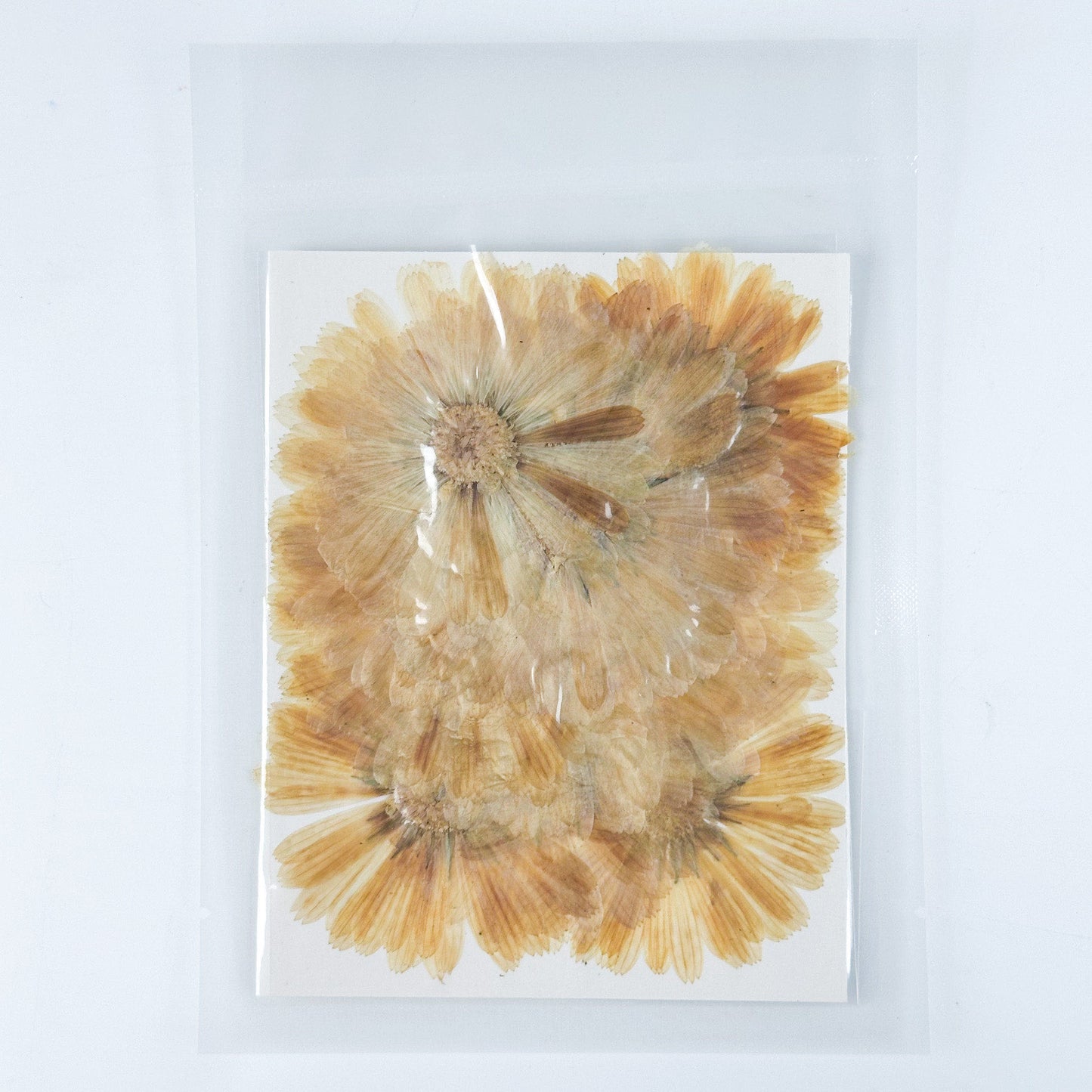 [清貨] Pressed Flower 壓花包