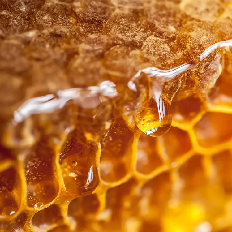 CS - Honey Element 蜂蜜基底油