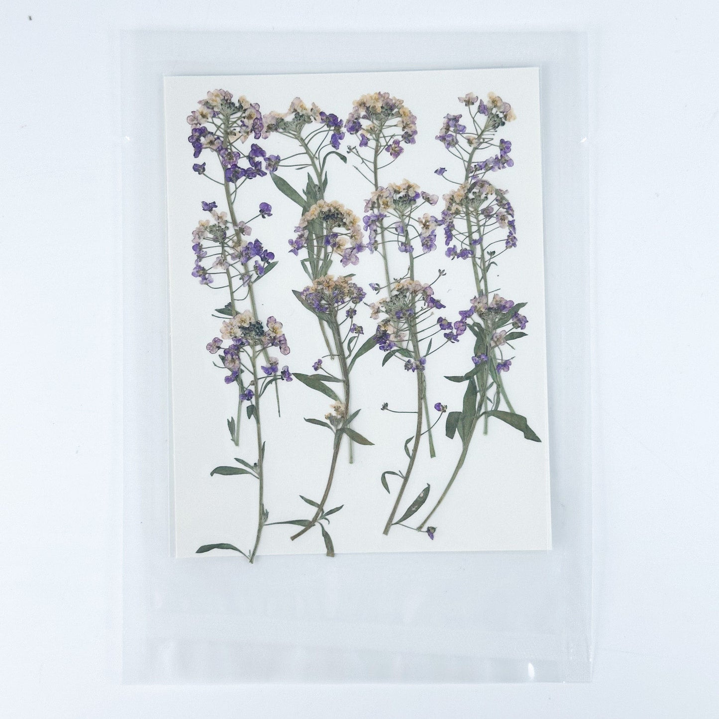 [清貨] Pressed Flower 壓花包